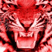 RedTiger